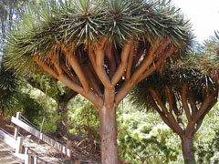 Picture of Socotra Island 01